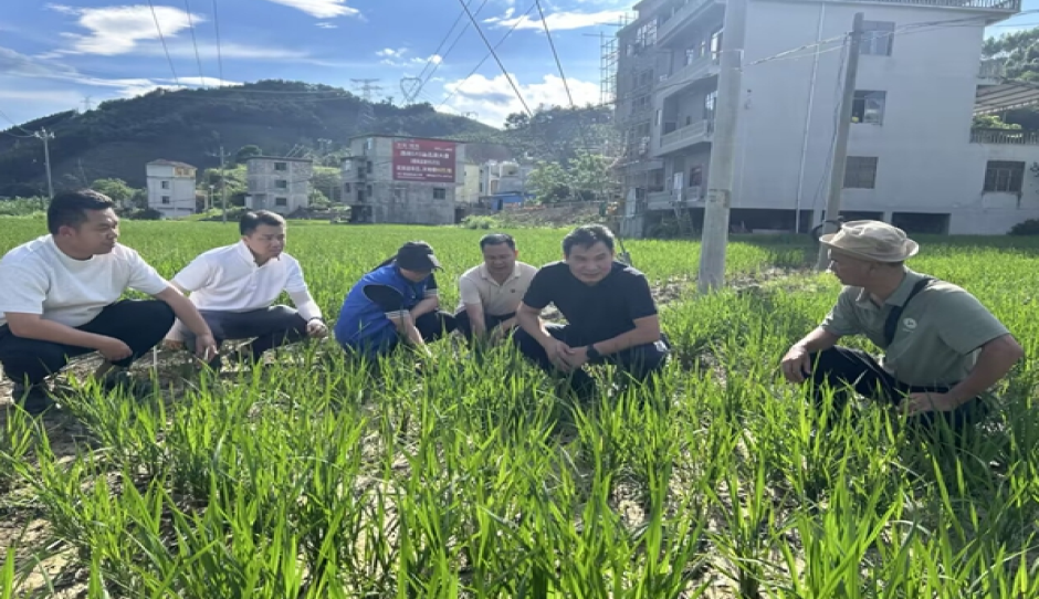 广西农业科学院科技人员赴西林县开展优质稻旱地种植调研指导