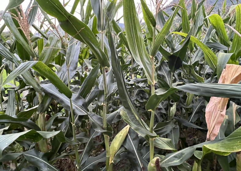 浙江省投入1000万元资金研发制造推广应用鲜食玉米收获机