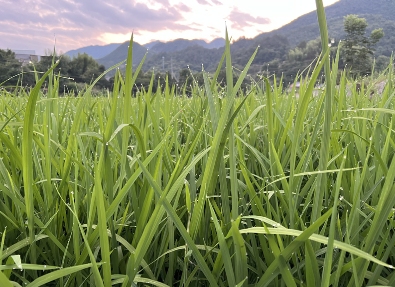 《四川省高标准农田工程设施管护实施办法》印发