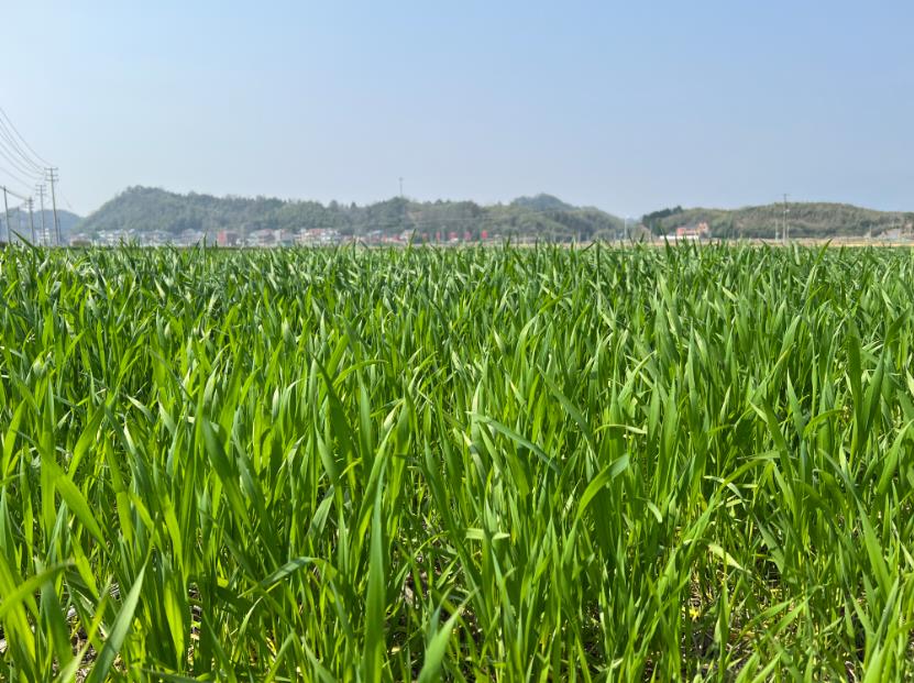 全国农技中心印发《旱地主要作物节水增粮技术指南》