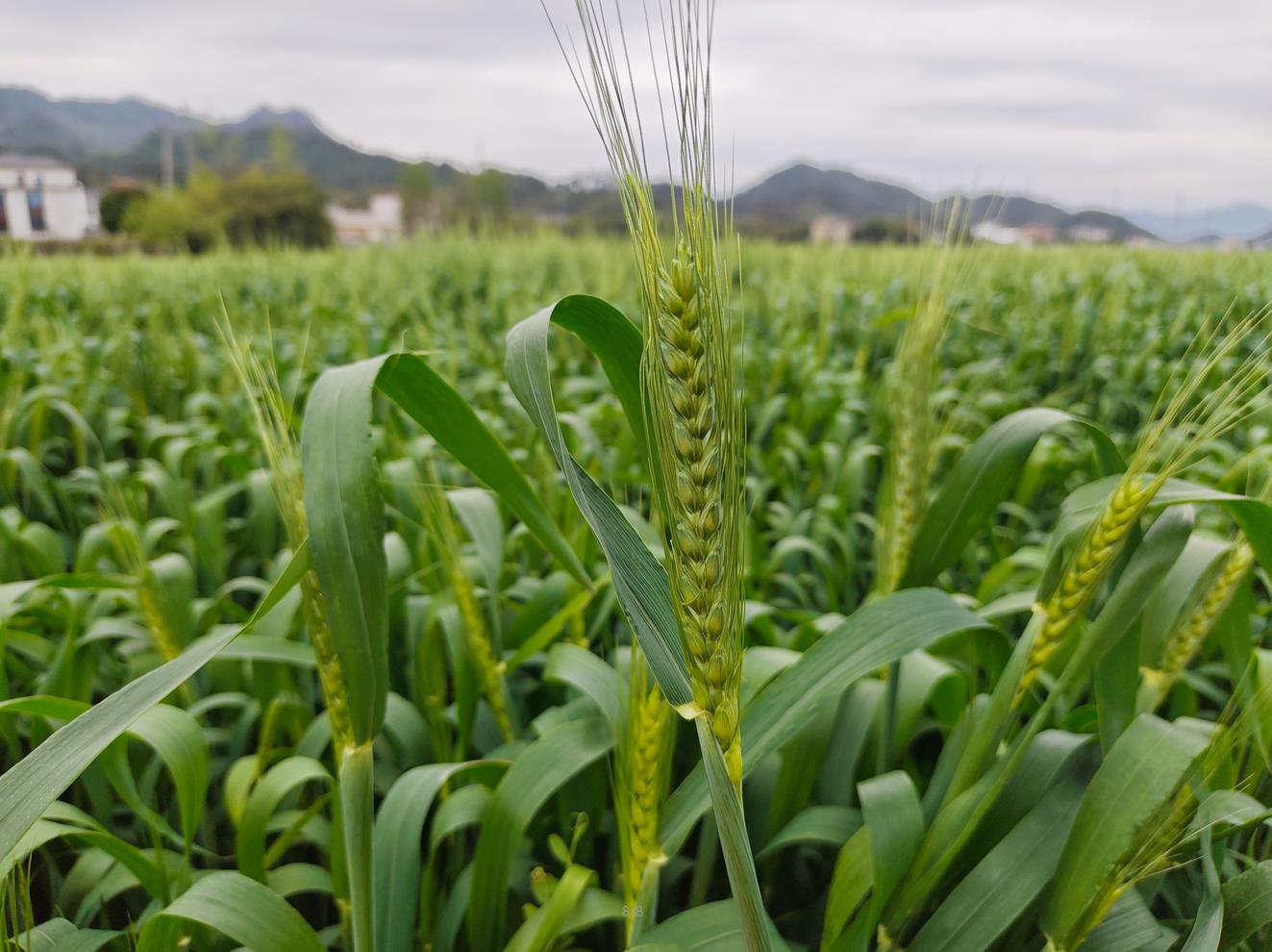 河北省2026年强农惠农政策明白纸之小麦“一喷三防”