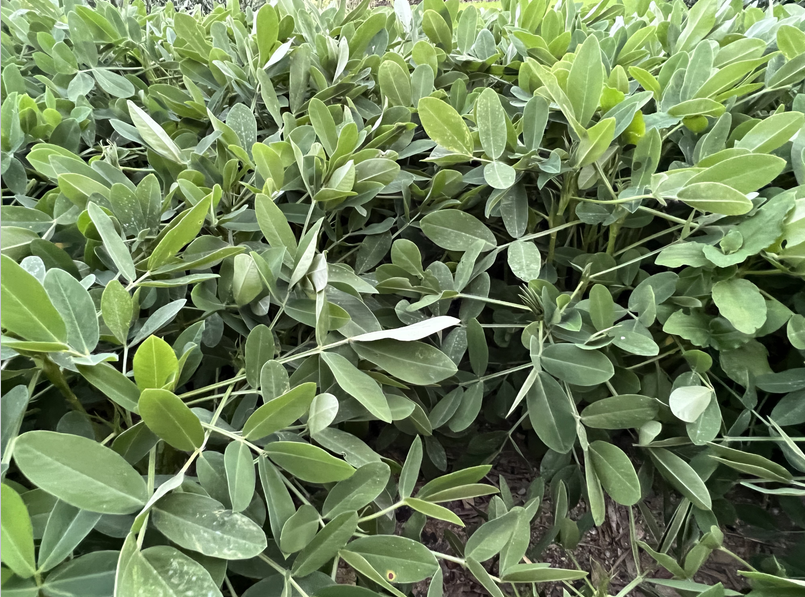 2026年东北地区花生生产技术指导意见